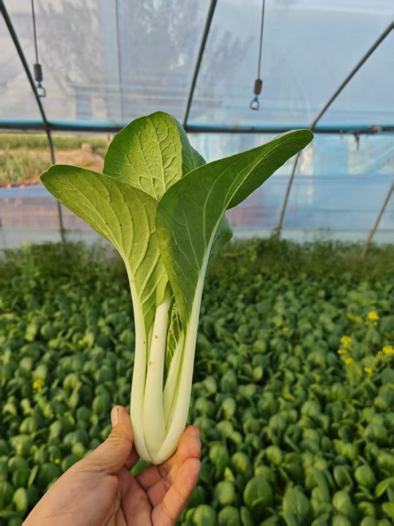 山东曹县叶菜产地品质黑叶白，一手货源，质量保证