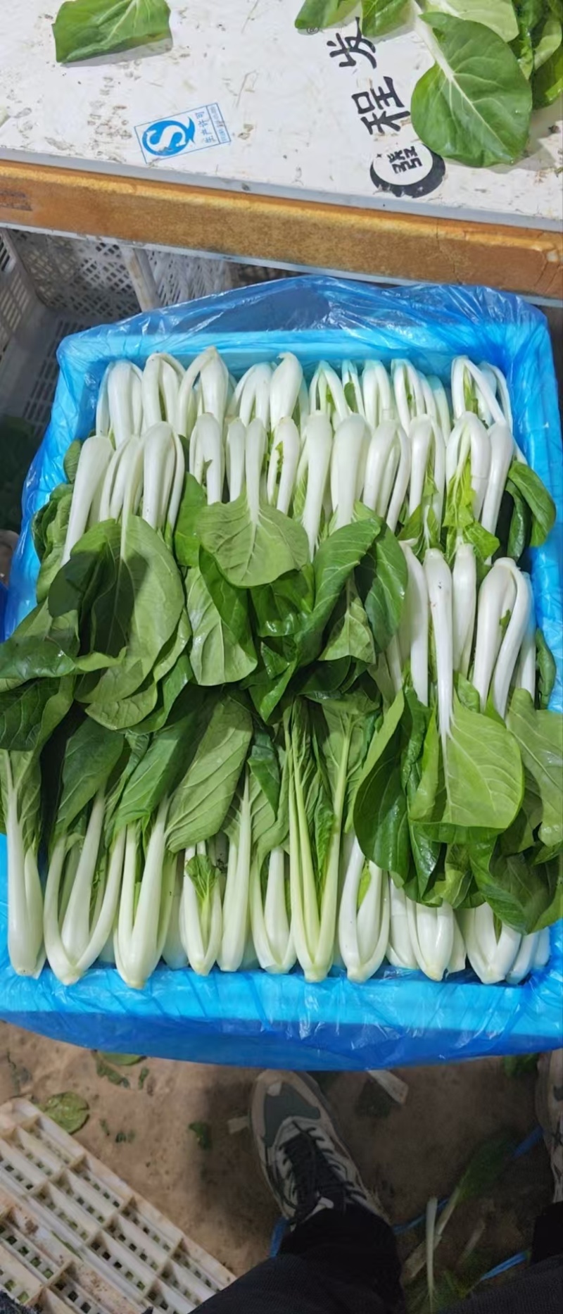 山东曹县叶菜产地品质黑叶白，一手货源，质量保证