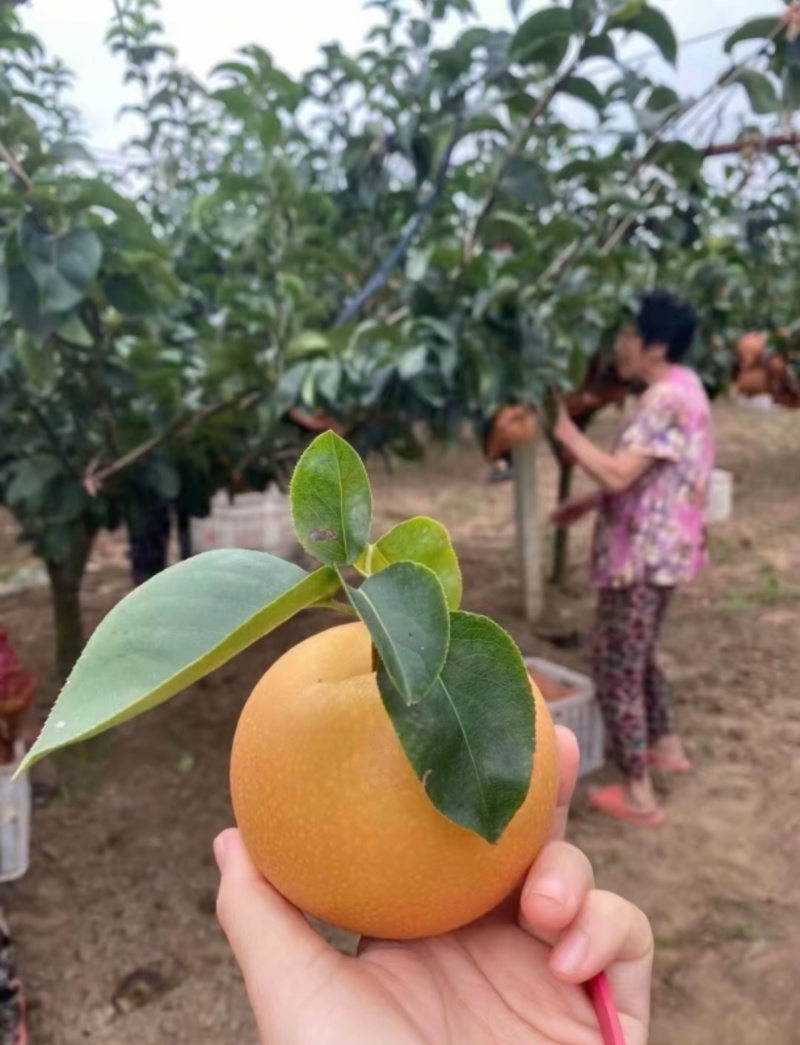 秋月梨山东秋月梨甘甜化渣高糖度清脆可口规格
