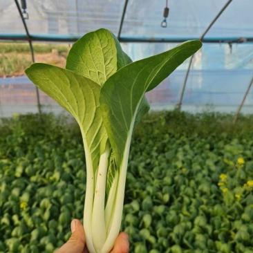 山东曹县叶菜产地品质黑叶白，一手货源，质量保证