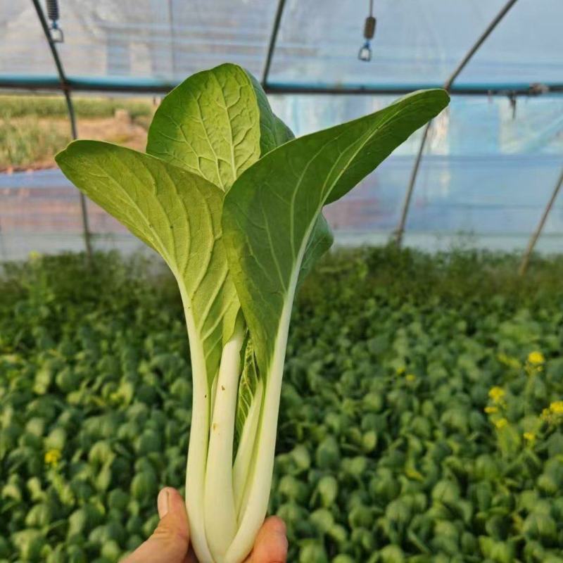 山东曹县叶菜产地品质黑叶白，一手货源，质量保证