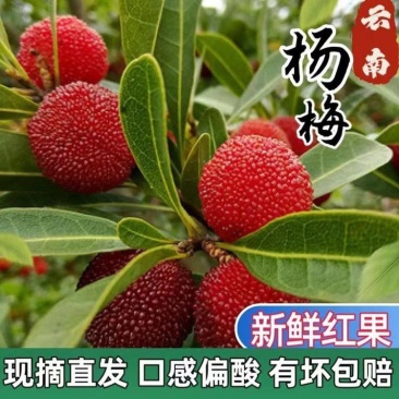 「批发价」云南杨莓/新鲜当季杨梅/现摘直发/有坏包赔