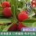 「批发价」云南杨莓/新鲜当季杨梅/现摘直发/有坏包赔