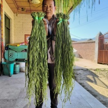 云南高山贡菜干