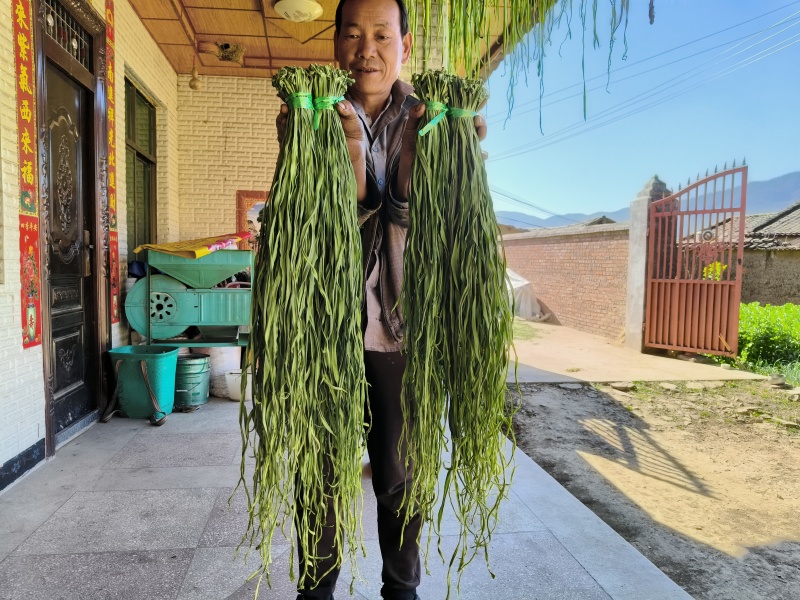 云南高山贡菜干
