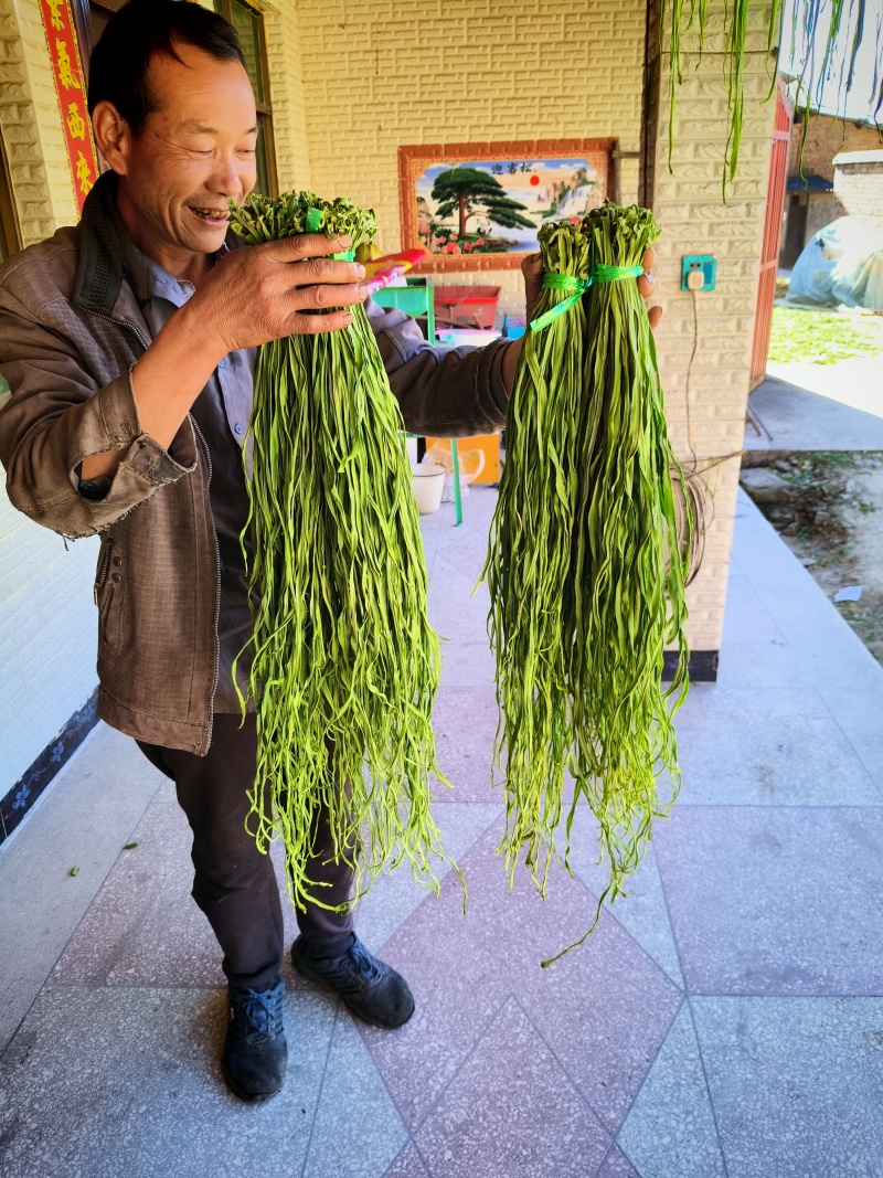 云南高山贡菜干