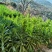 云南高山贡菜干