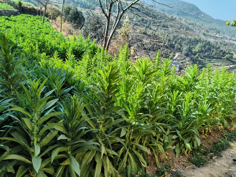 云南高山贡菜干