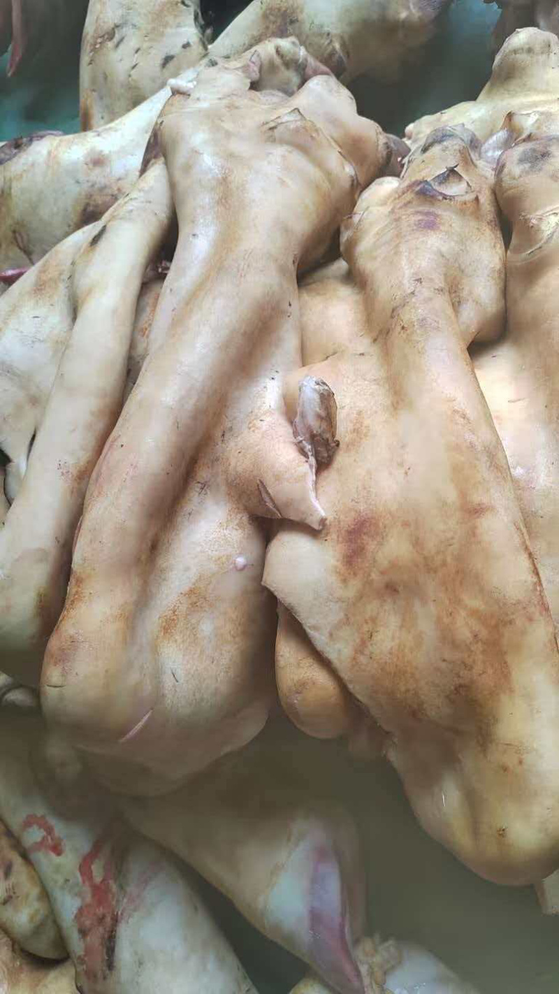 牛蹄筋量大质优价格优惠支持视频看货欢迎各大老板采购