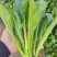 山东曹县叶菜产地，专注精品蔬菜，广东菜心，