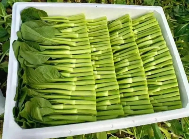 山东曹县叶菜产地，专注精品蔬菜，广东菜心，