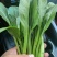 山东曹县叶菜产地，专注精品蔬菜，广东菜心，