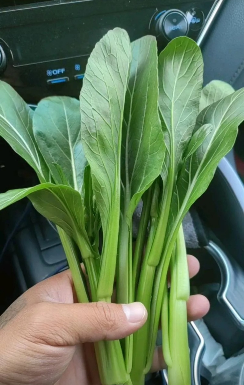 山东曹县叶菜产地，专注精品蔬菜，广东菜心，