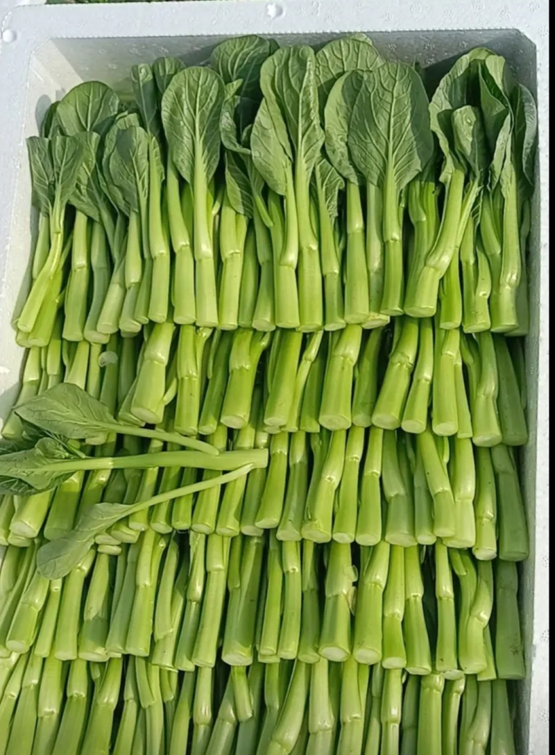 山东曹县叶菜产地，专注精品蔬菜，广东菜心，