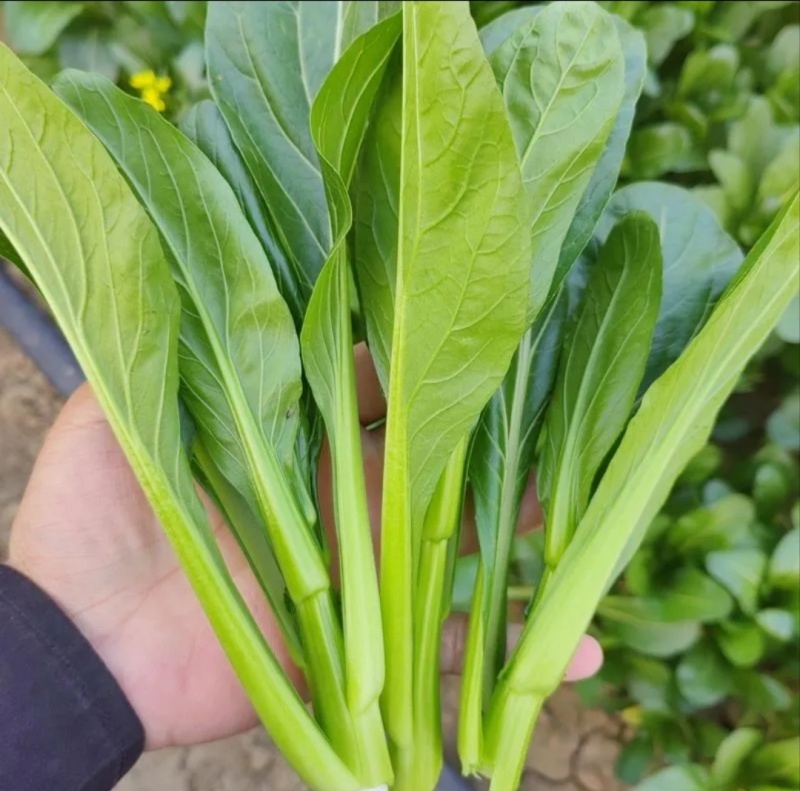 山东曹县叶菜产地，专注精品蔬菜，广东菜心，