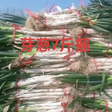 长白大葱产地直销杆子硬，白子长价格低全国直销
