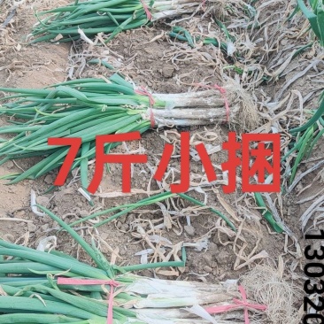 长白大葱上市杆子硬实60长并有专业团队为你服务