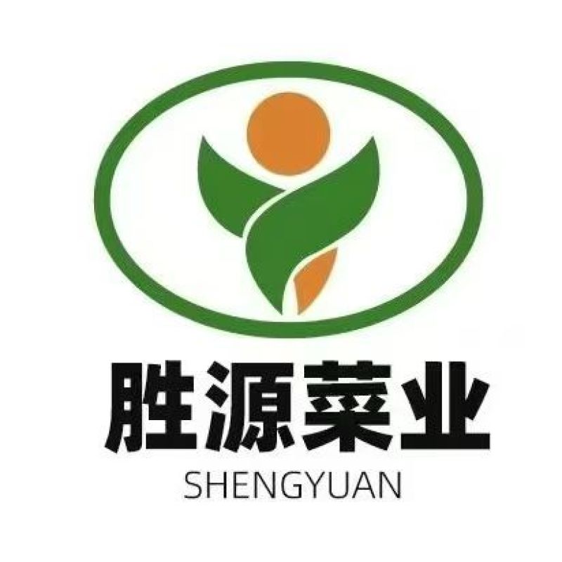 山东曹县叶菜产地品质黑叶白，一手货源，质量保证