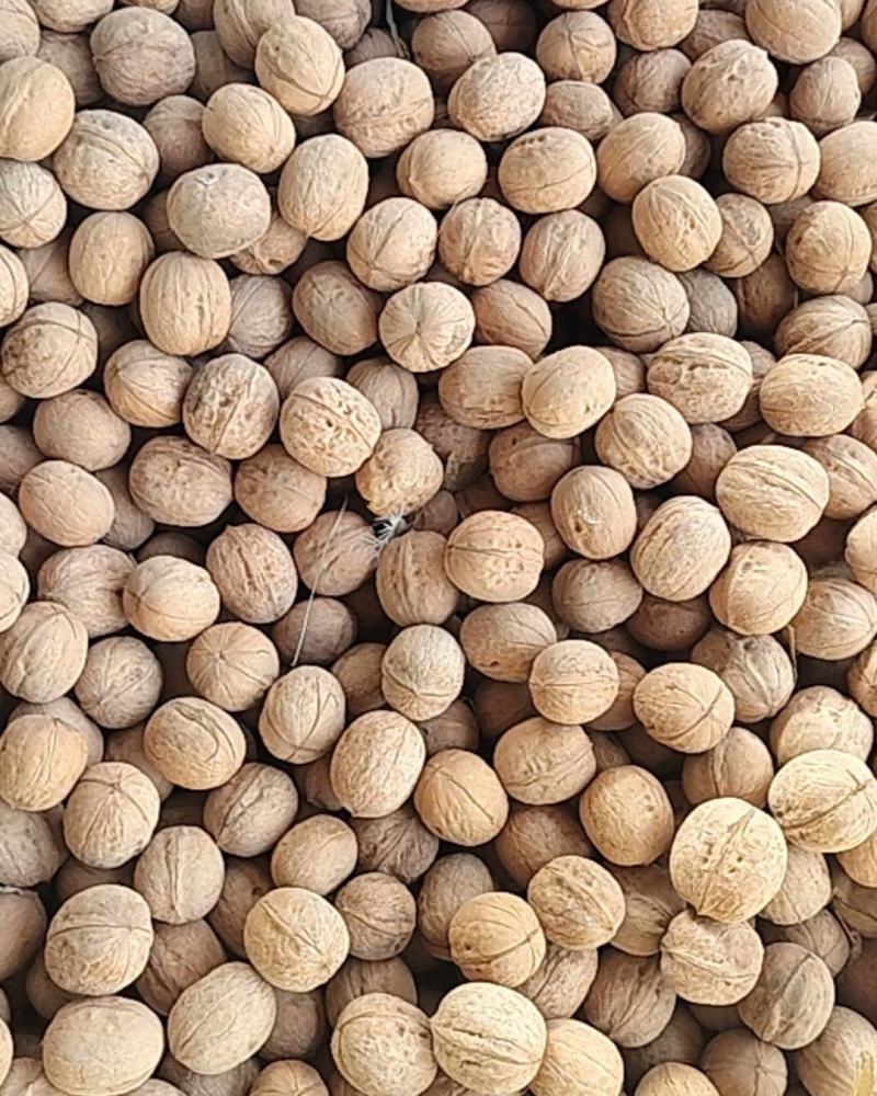 新疆阿克苏新二核桃