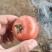 铁皮西红柿