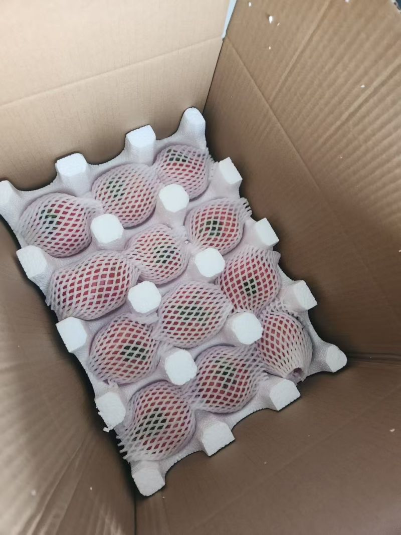 普罗旺斯水果西红柿西红柿，包装工人全部到位