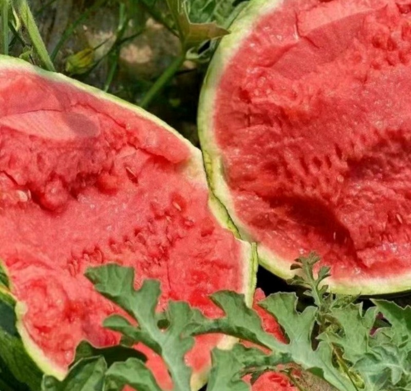 夏邑西瓜强者711一手货源包熟包甜保质保量欢迎
