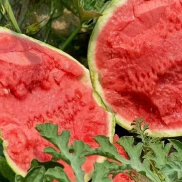夏邑西瓜强者711一手货源包熟包甜保质保量欢迎