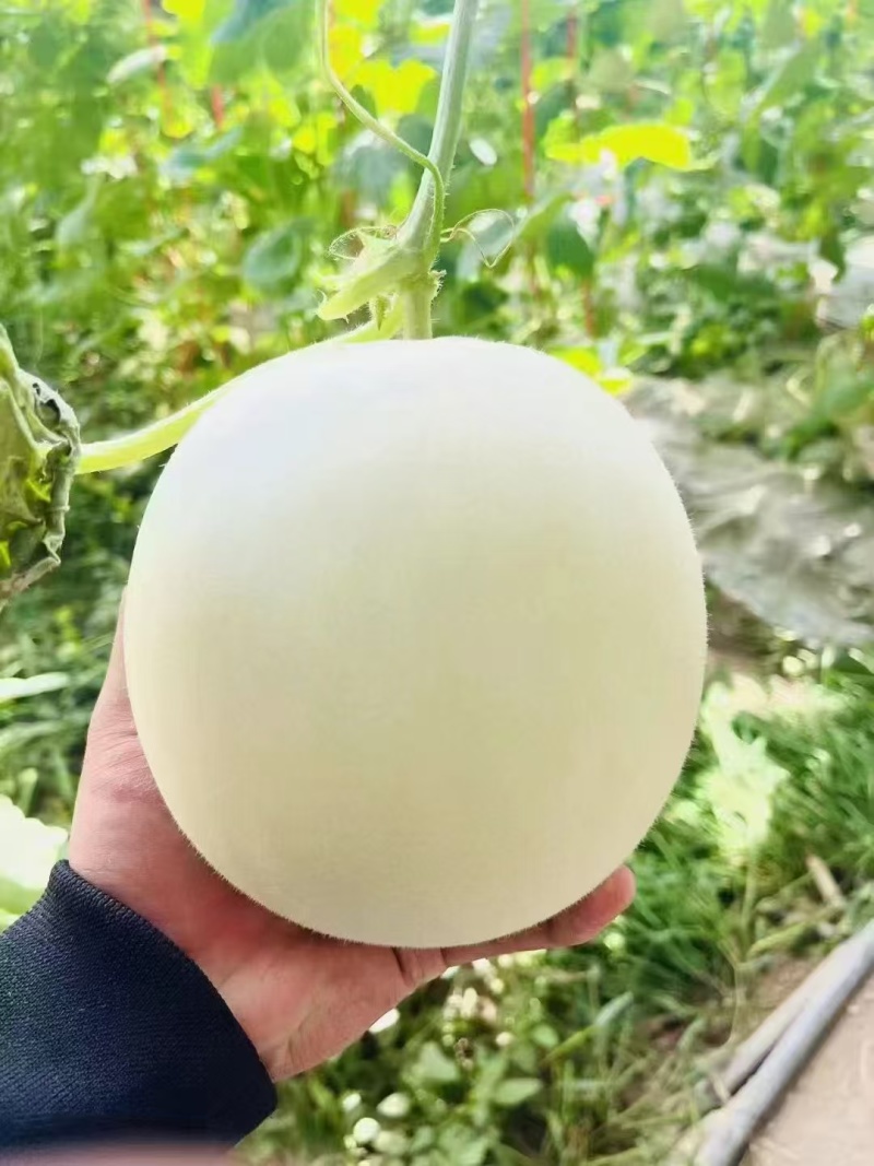 【玉菇甜瓜】冰淇凌甜瓜皮薄多汁大量供应产地直发对接全国客
