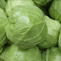 精品甘蓝，圆包菜产地直供大量有货对接超市批发市场全国发货