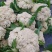 菜花（有机散花、松花菜）产地直供、量大从优、合作共赢