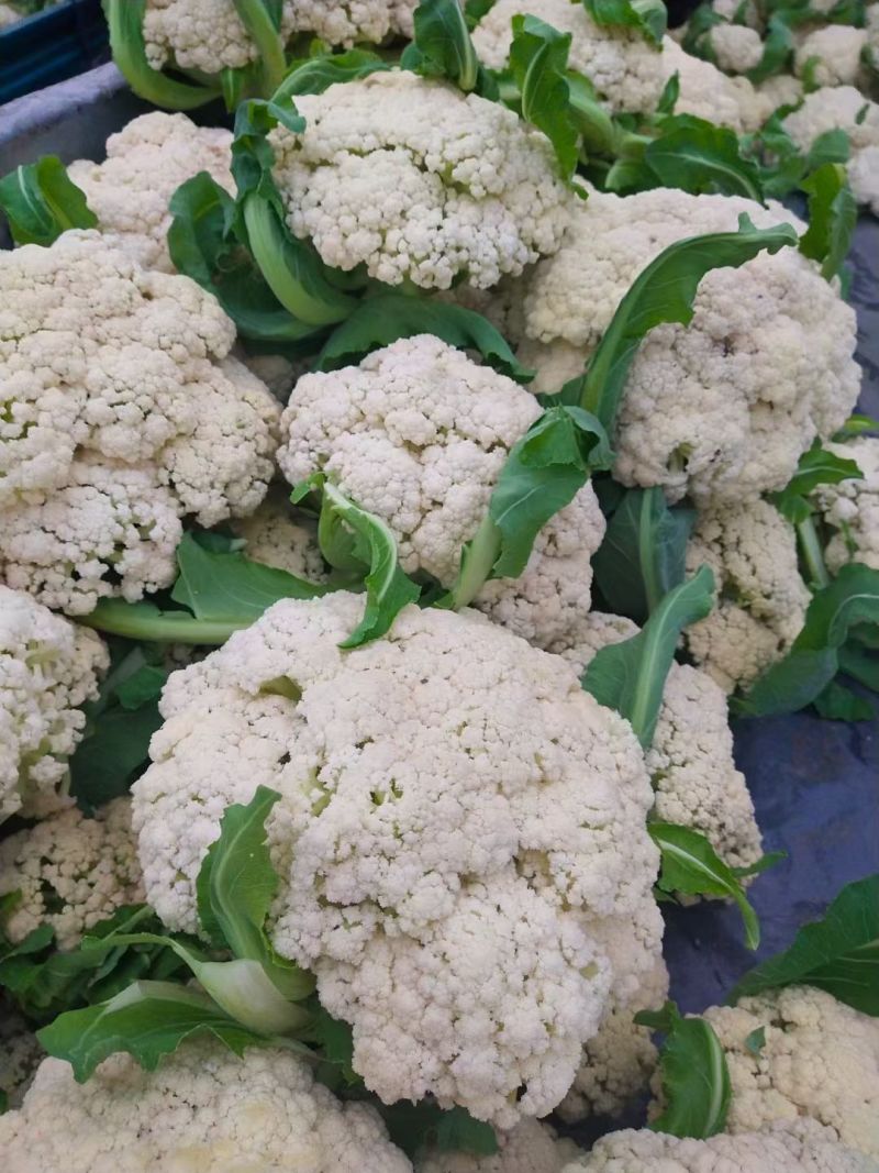 菜花（有机散花、松花菜）产地直供、量大从优、合作共赢