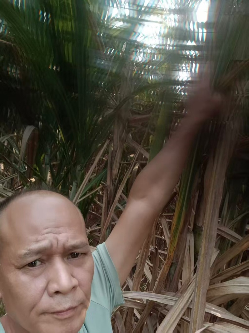 黄皮甘蔗品质保证服务周到产地直发价格美丽欢迎联系