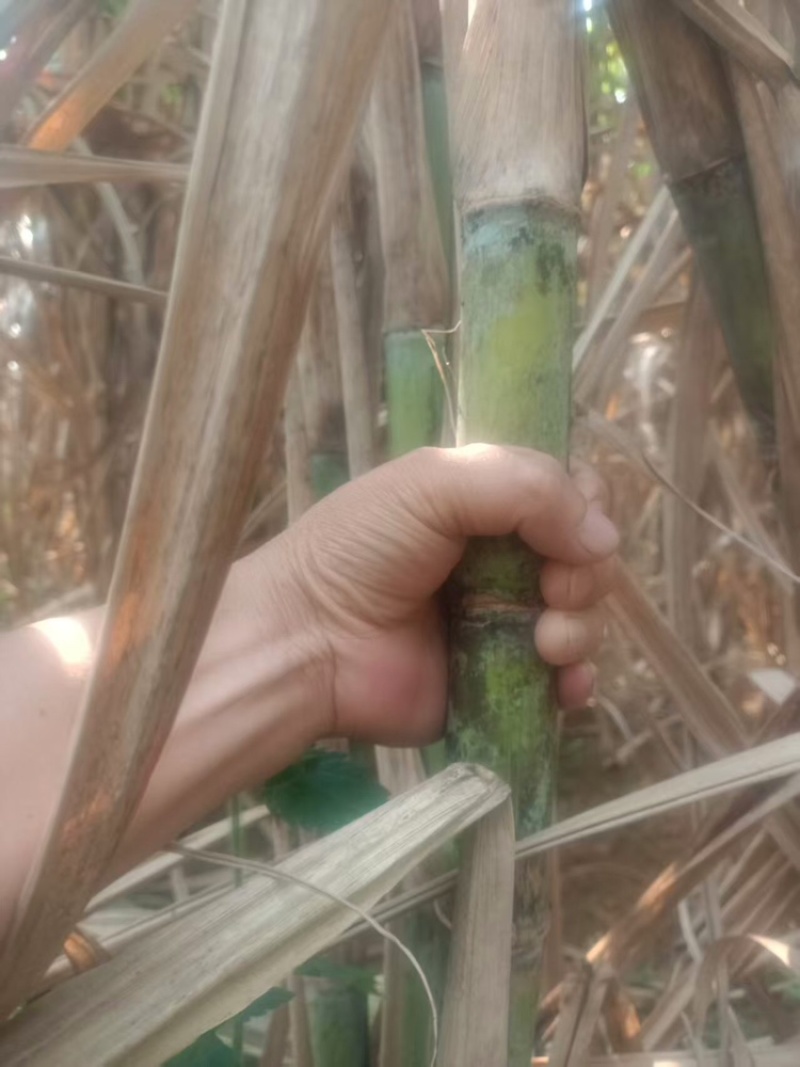 黄皮甘蔗品质保证服务周到产地直发价格美丽欢迎联系咨询