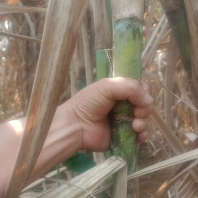 黄皮甘蔗品质保证服务周到产地直发价格美丽欢迎联系咨询