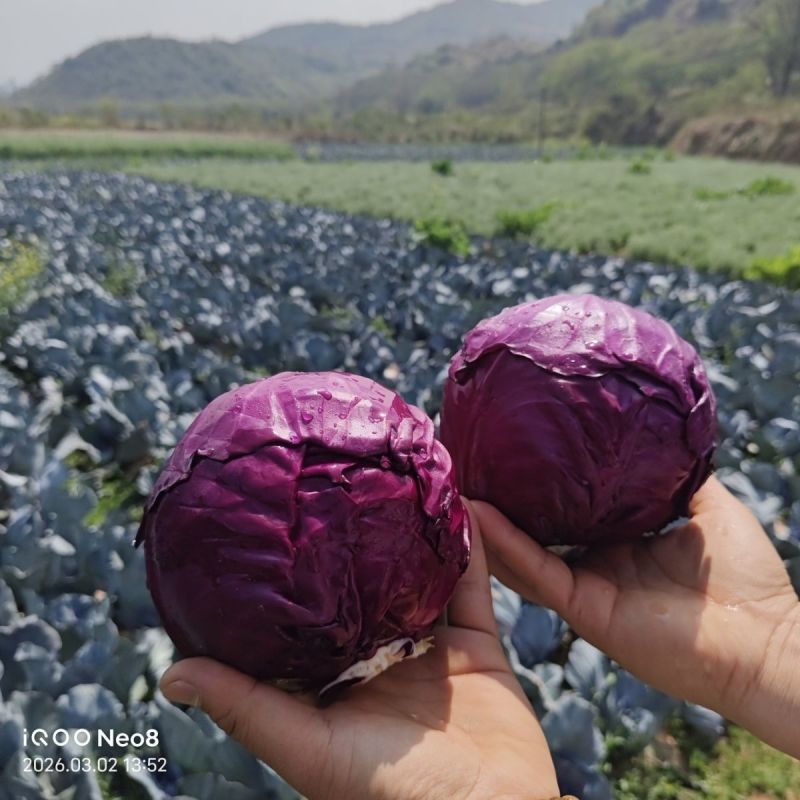 [推荐]陕西三原县紫甘蓝全国发货可视频看货，对接超市等