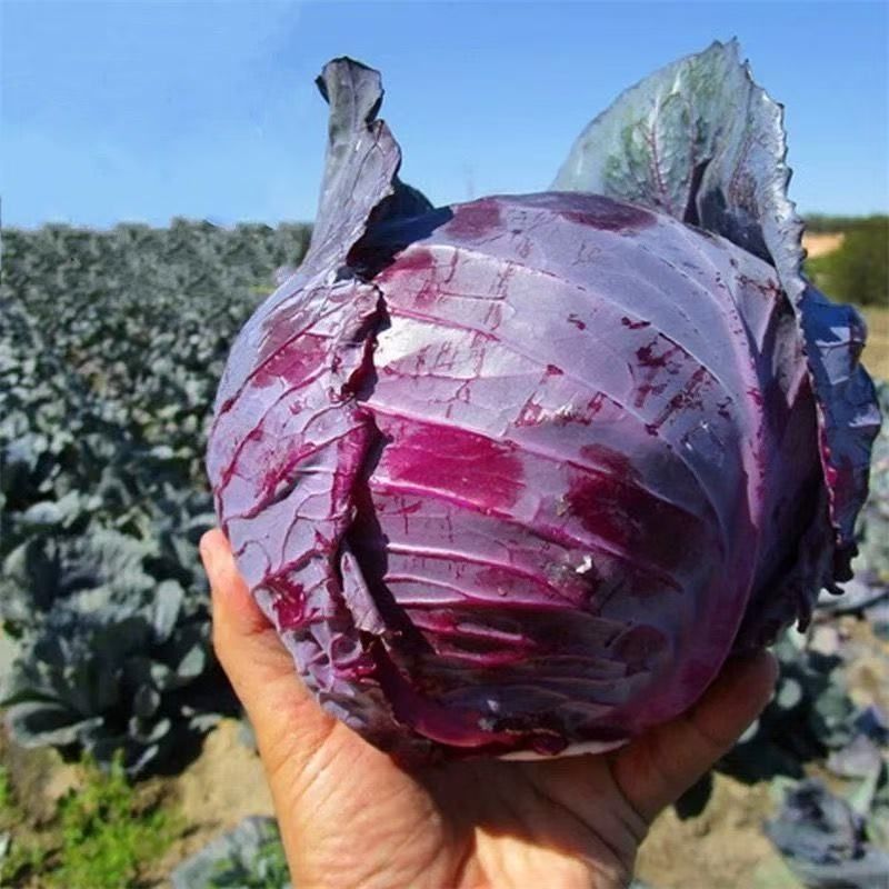 [推荐]陕西三原县紫甘蓝全国发货可视频看货，对接超市等