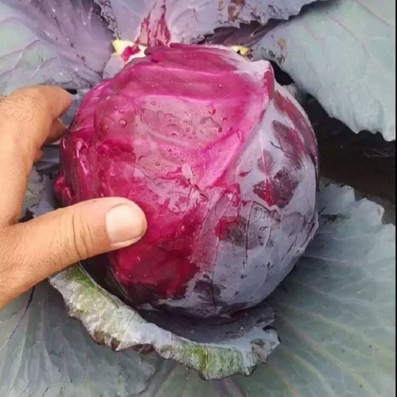 [推荐]陕西三原县紫甘蓝全国发货可视频看货，对接超市等