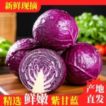 [推荐]陕西三原县紫甘蓝全国发货可视频看货，对接超市等