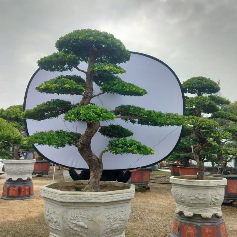 金钻罗汉松批发基地