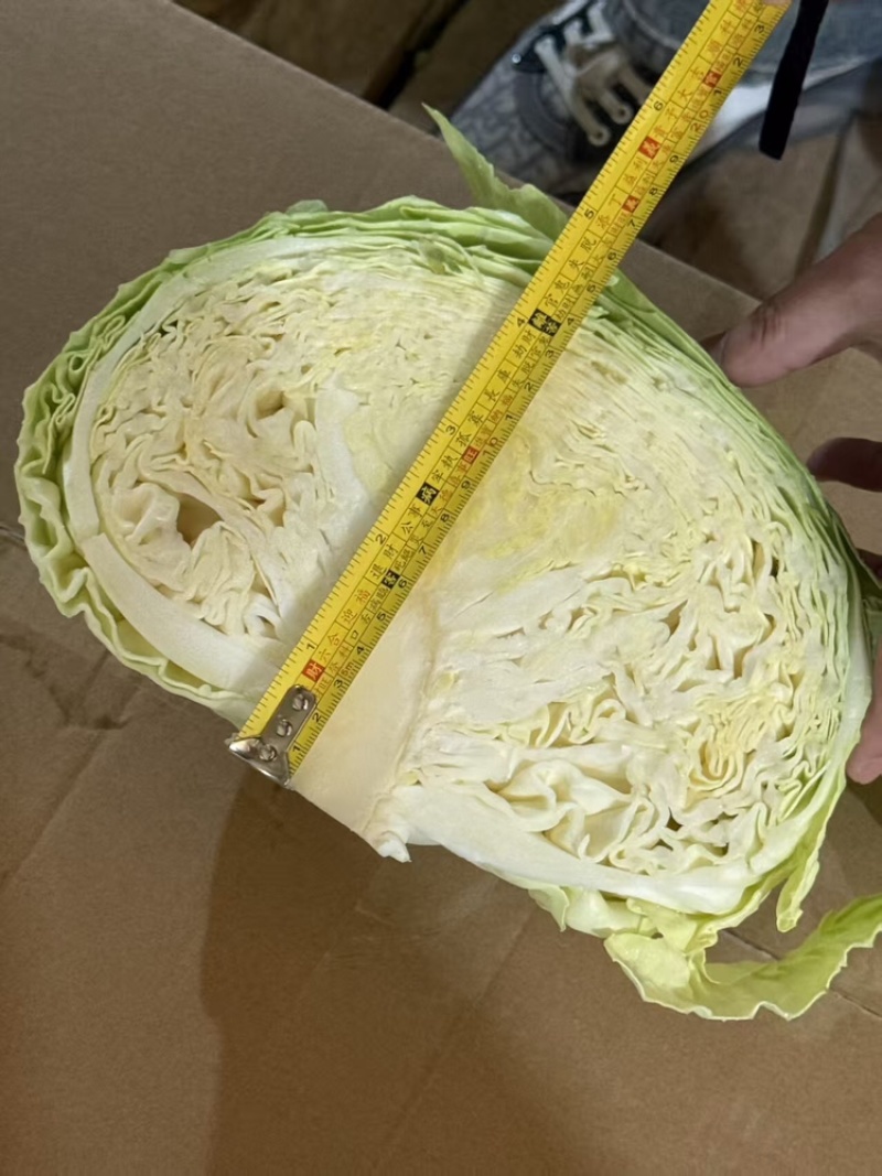 京丰一号品质保证服务周到产地直发价格美丽欢迎联系