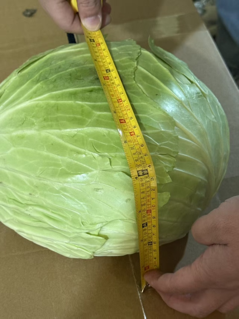 京丰一号品质保证服务周到产地直发价格美丽欢迎联系