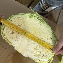 京丰一号品质保证服务周到产地直发价格美丽欢迎联系