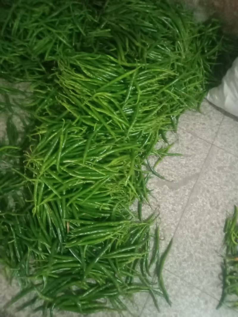 绿线椒，品质优良，价格优惠，欢迎各位老板前来采购