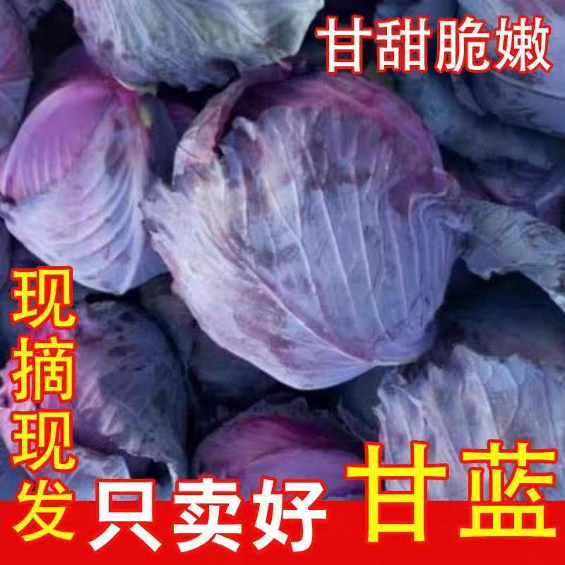 [推荐]紫甘蓝大量供应支持各种包装规格，全国发货