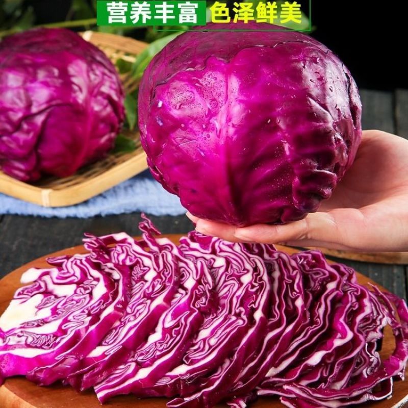 [推荐]紫甘蓝大量供应支持各种包装规格，全国发货