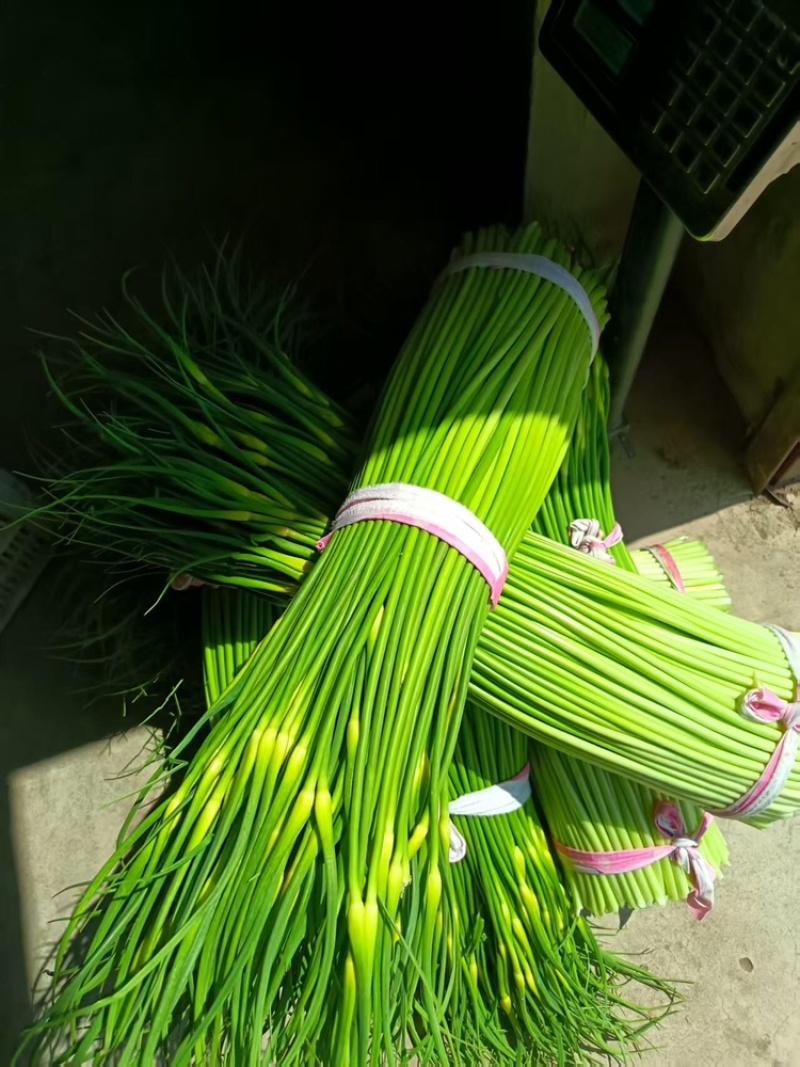 蒜苔品质保证服务周到产地直发价格美丽欢迎联系沟通