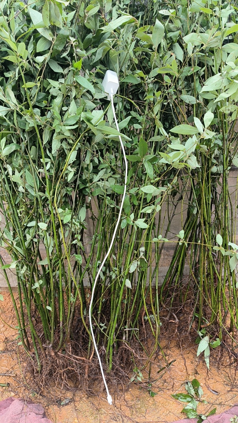 山苍子苗