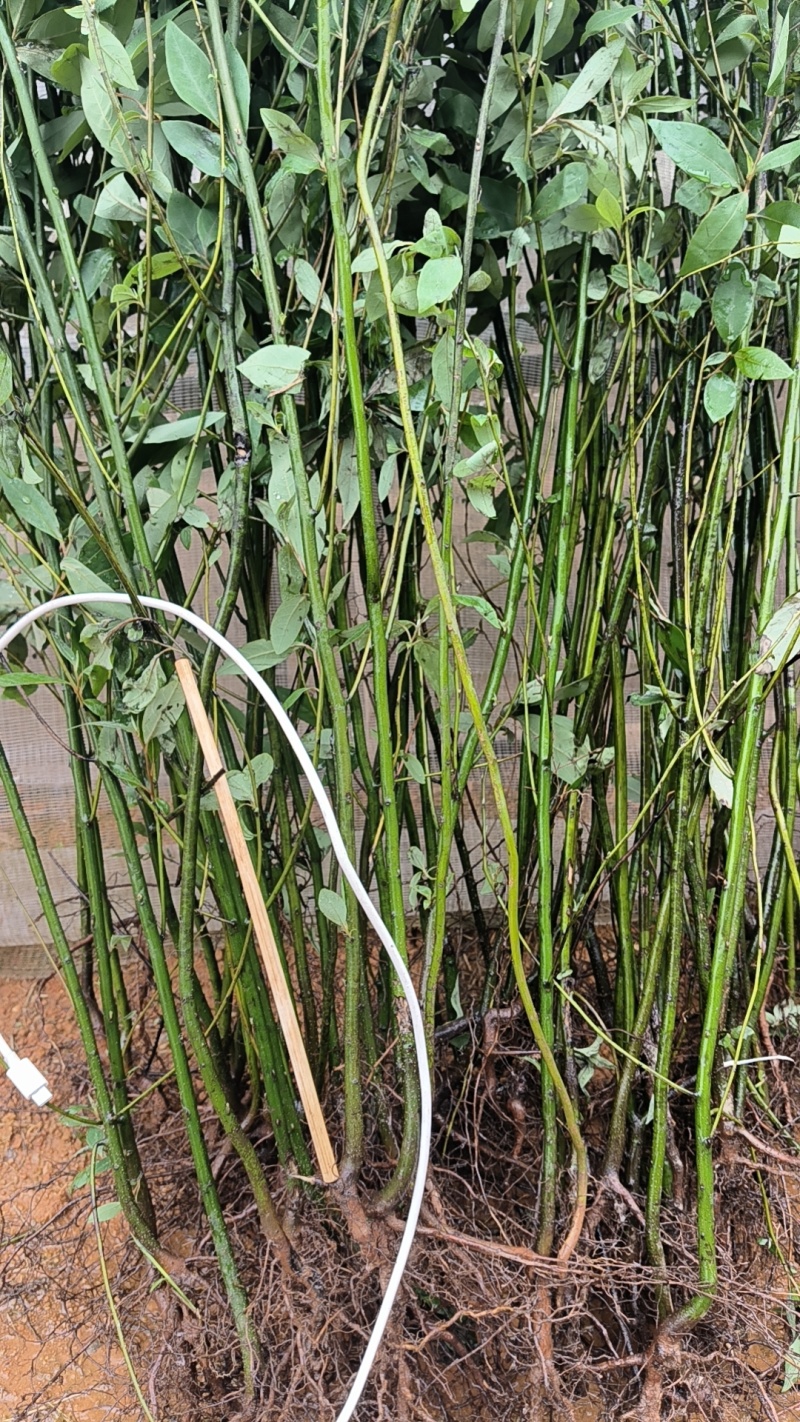 山苍子苗