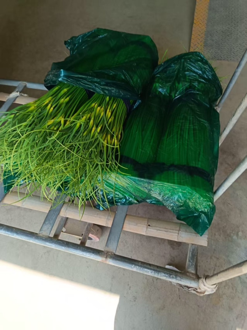蒜苔品质保证服务周到产地直发价格美丽欢迎联系沟通
