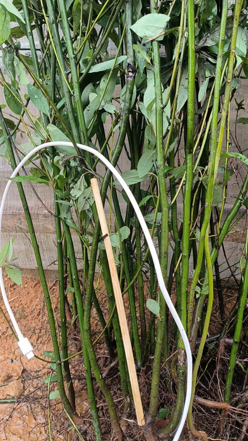 山苍子苗